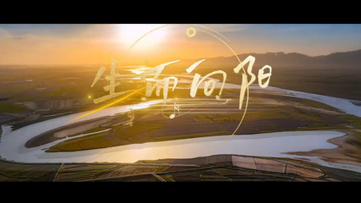 歌曲《生而向阳》