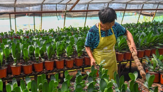 敢闯敢拼，她让君子兰变身“致富花”