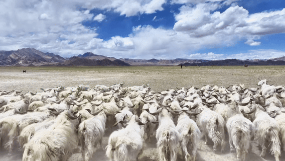 105012025113000005568