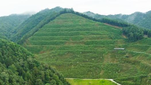 四中全会精神在基层｜荒山“焕新”记