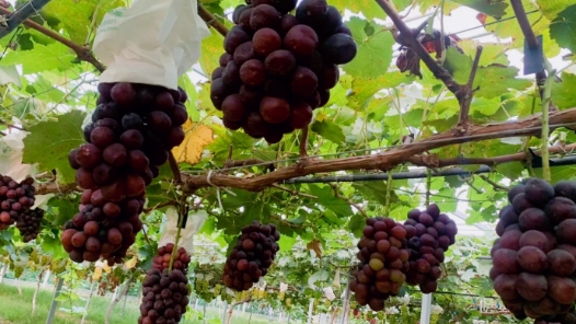 绿色低碳技术让北京延庆有机葡萄“身价”更高
