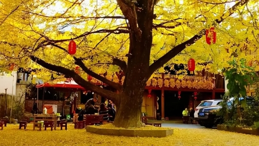 云南腾冲：银杏金黄入画来