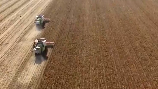 织就晚播小麦保险“防护网”