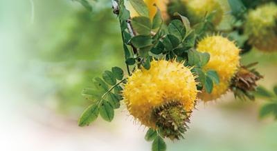 美丽中国·生态优势下的特色产业｜深山小野果 长成大产业