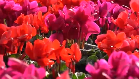 北京丰台打造“京南锦绣花城”