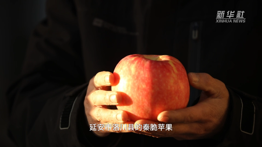 乡村深镜头丨陕西洛川：苹果新品种 鼓了果农“钱袋子”