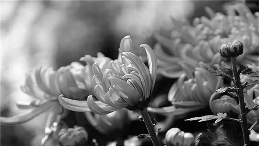 王丙乾同志遗体在广州火化