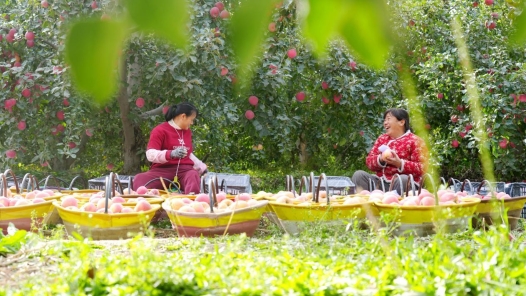 我国科研人员研发出苹果产地溯源新技术