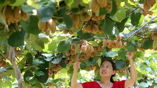 激活农业新质生产力 安徽打造农业科技成果转化应用“大场景”
