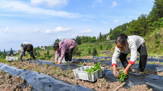 “织梦农场”编织兴农大梦想