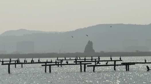 行进的海岸线丨滨海湿地变候鸟“天堂” 万羽翱翔展生态美景