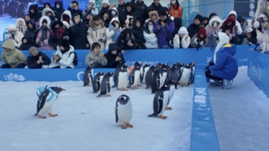 哈尔滨冰雪狂欢季火爆启幕 邀全球游客共赴冬日盛宴