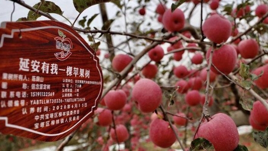 总书记的关切·落地的回响｜推进农业现代化 延安苹果“飞天”