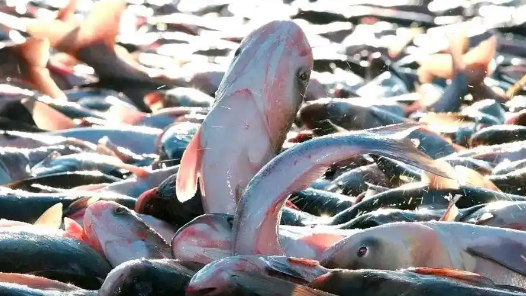 节庆里的中国｜冰湖腾鱼，快来查干湖享渔乐！