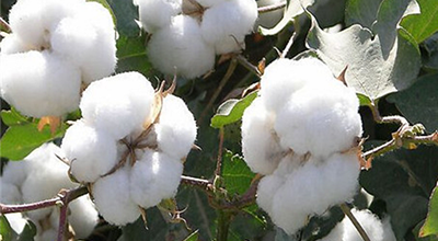 迈向“十五五”的发展图景｜白花花盐碱地产出白茸茸棉