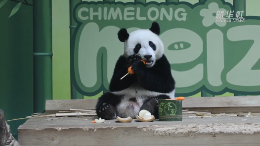 全球唯一大熊猫三胞胎的后代“妹珠”享冬至传统美食