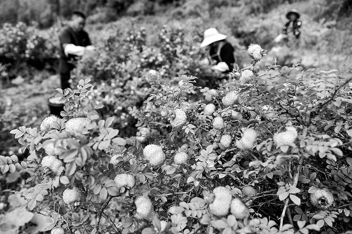 3267955_tpzz_1766471201887_b