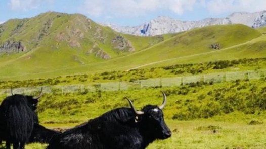 “十四五”时期我国草原生态得到整体改善