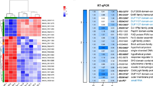 发掘关键因子助力布病新型疫苗研发