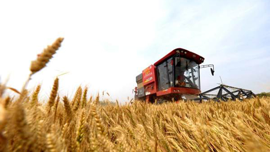 赵树良：甘做麦田里的“守望者”