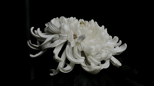 彭珮云同志生平