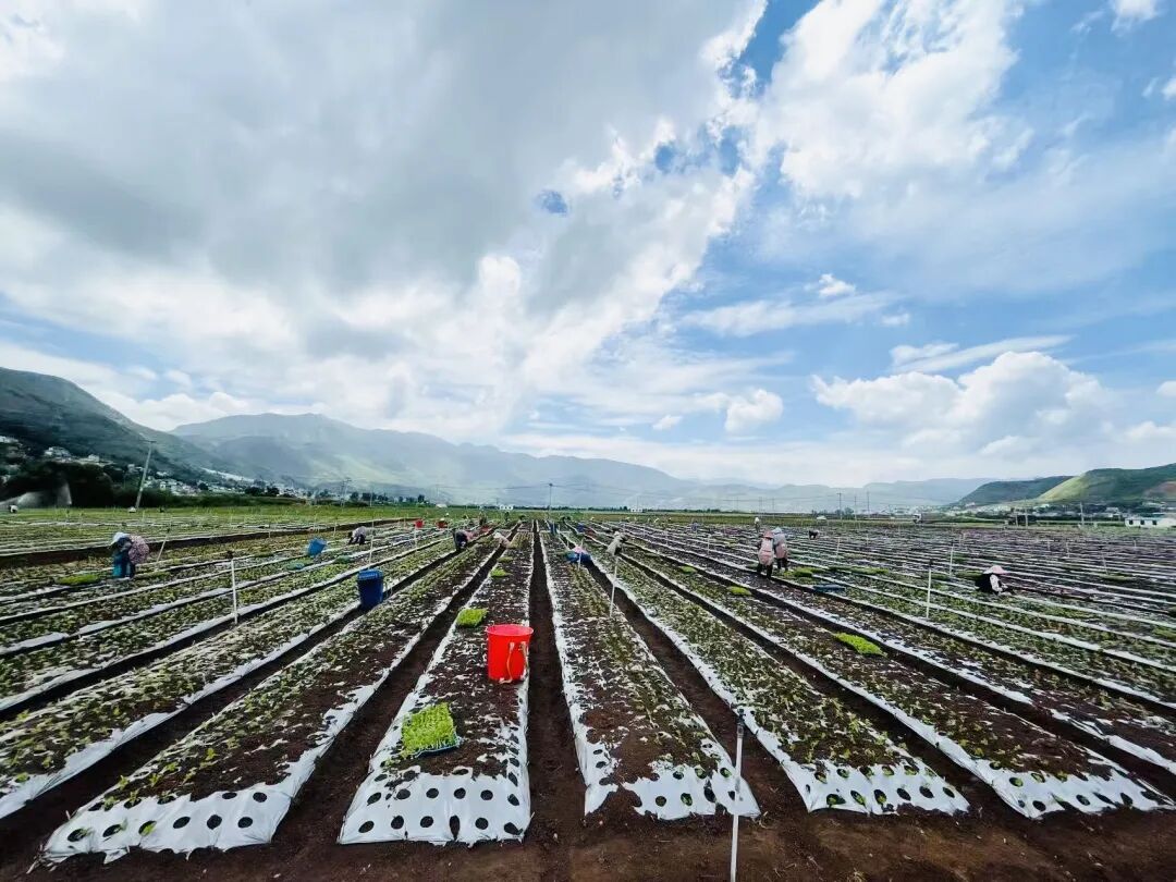 白雾村群众在田里务工。