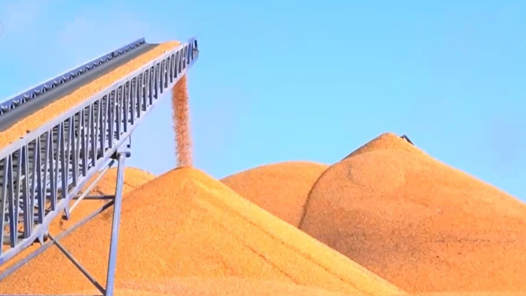 全国秋粮收购超2亿吨