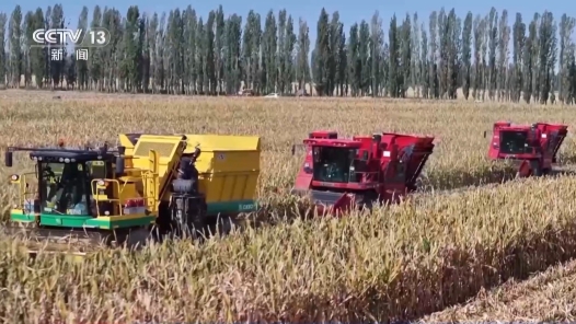 视频｜1.43万亿斤！为何今年全国粮食产量再创新高？