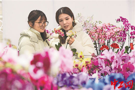 3274743_tpzz_1766931934057_b