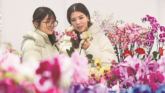 新年将至 花卉俏销