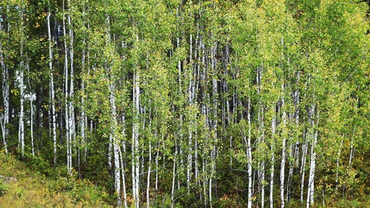 第八届全国国有林场职业技能竞赛在安徽滁州举办
