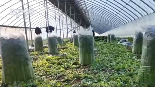 各地冬日果蔬供应量足价稳 丰富节日期间百姓“菜篮子”“果盘子”