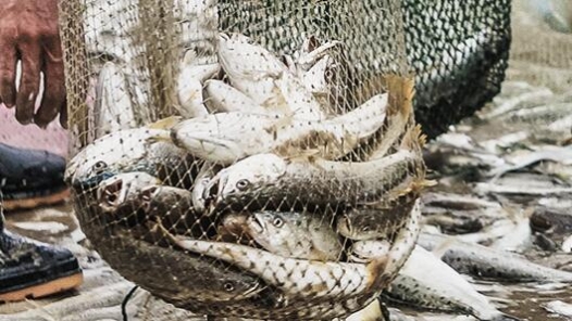 “冰湖腾鱼”产业兴 黑龙江冷水鱼香飘全国