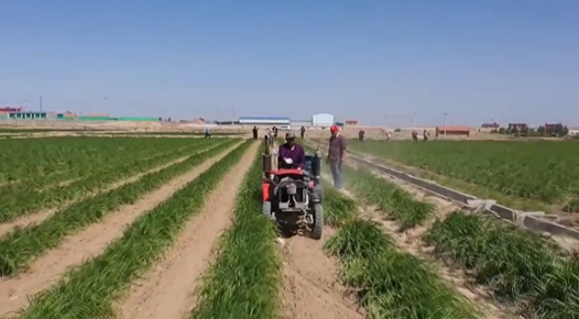 广袤田野充满生机