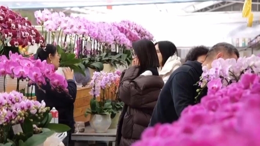 视频｜特色年宵花上新 各地畅销品种不同 你选哪一种？