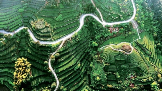 “十四五”时期我国林草种苗工作取得新进展