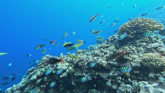 3523.67公顷生境：黄岩岛国家级自然保护区状况首次披露