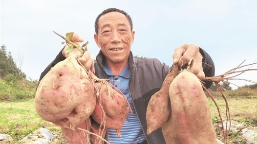 回家种红薯 “大小王”各显神通