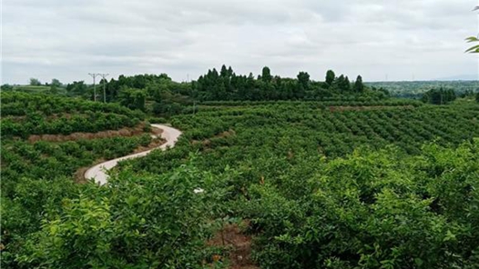 管好“钱袋子” 种好“产业树”