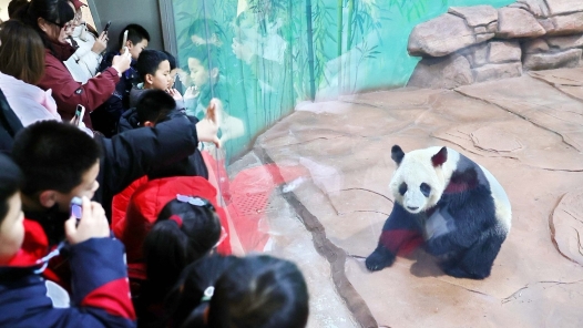 河北秦皇岛迎来国宝大熊猫