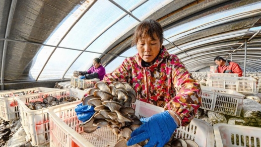 一朵菇何以长成20亿元大产业？