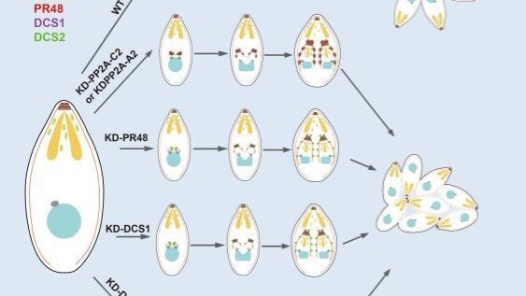 新研究发现破译弓形虫“增殖密码” 抗虫新靶点