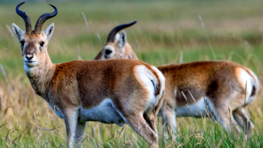 《青海省野生动物保护条例》2026年1月1日起施行