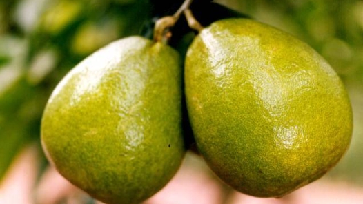 “黄金果”甜了振兴路