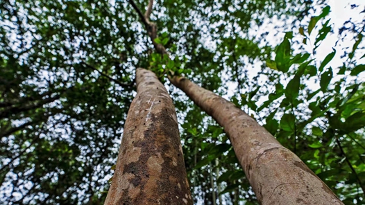 神州茶油处处香