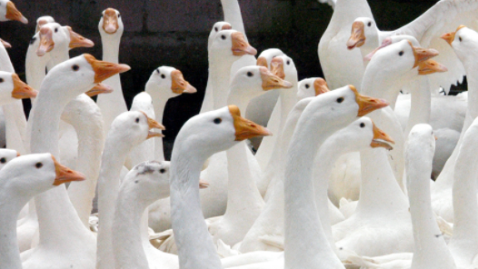 新疆新源县：优质项目强链拓链添动能