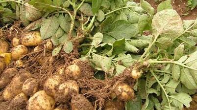 甘肃渭源：小土豆裂变大产业