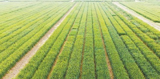 不掉队 赶上来｜一块地整好用好，产生多少价值