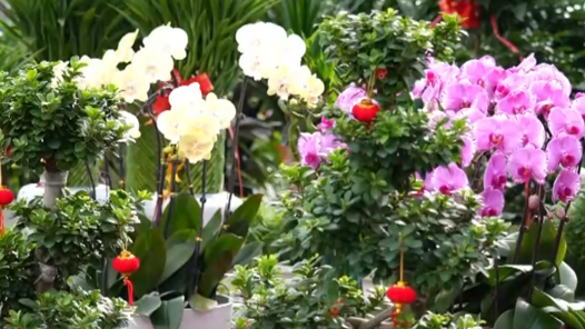 各地装扮一新迎接新年