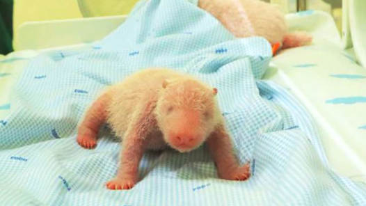 记者手记｜大熊猫“里奥”满40天 萌翻印尼观众